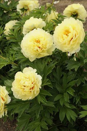 Paeonia Bartzella Itoh Intersectional 10 Plants