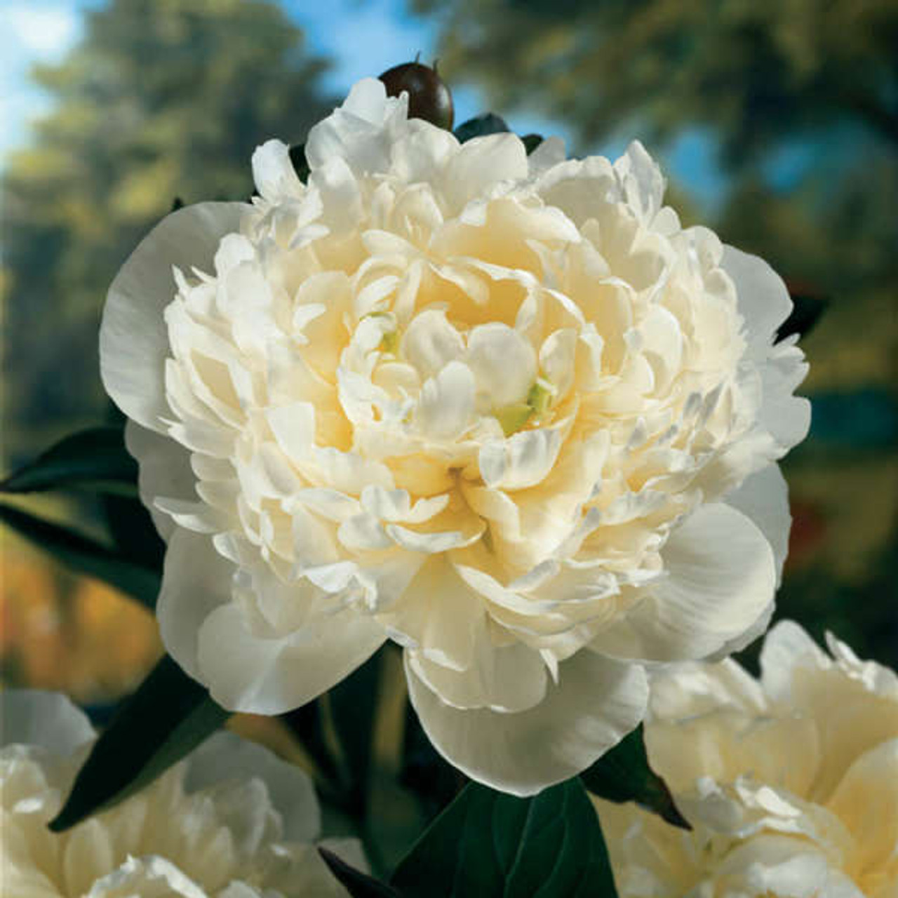 Paeonia Duchesse de Nemours 10 Plants