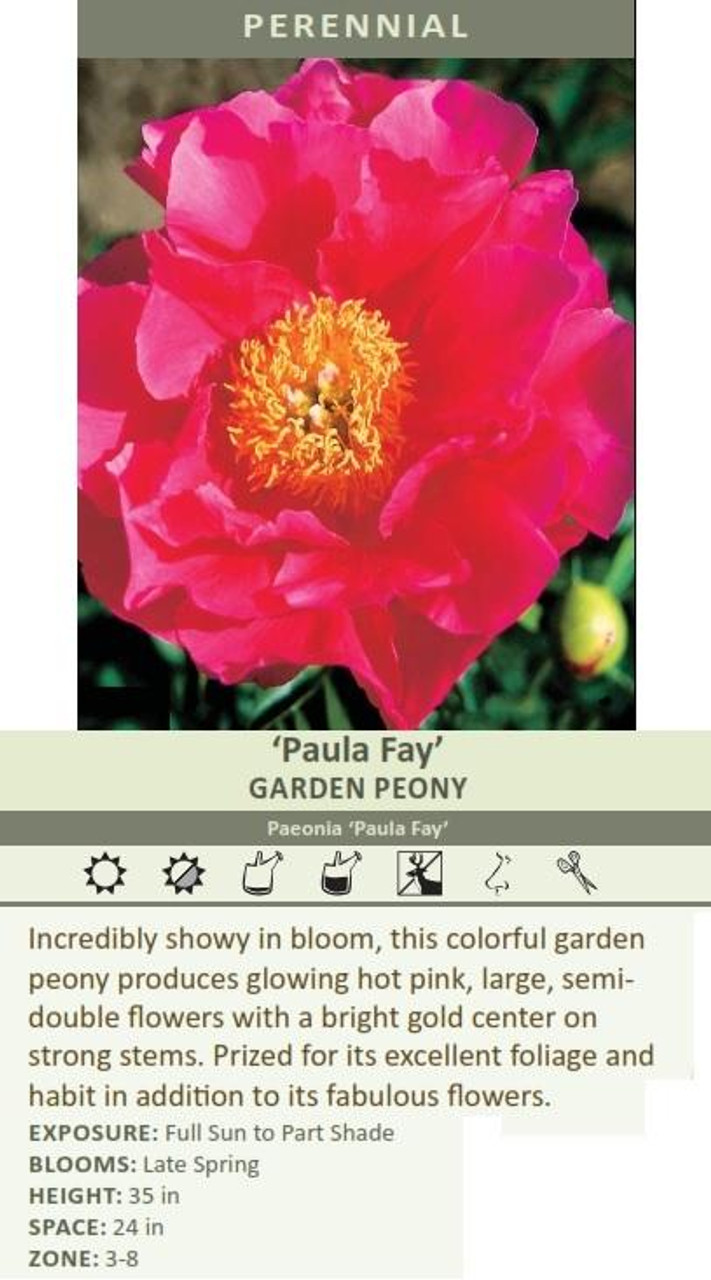 Paeonia Paula Fay 10 Plants