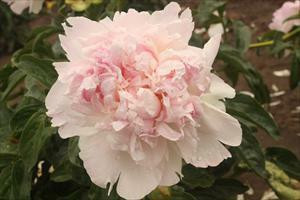 Paeonia Raspberry Sundae 10 Plants