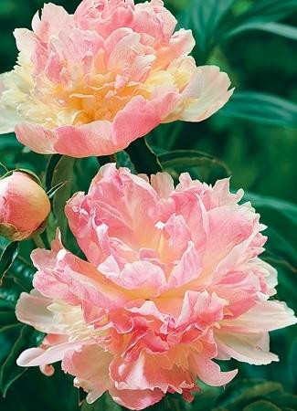 Paeonia Raspberry Sundae 10 Plants