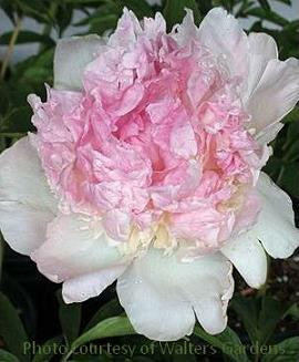 Paeonia 'Raspberry Sundae' shipped from Grower to your door