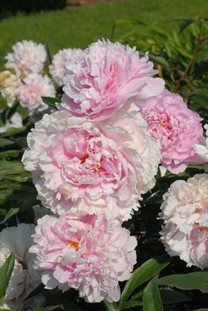 Paeonia 'Sarah Bernhardt' Perennial Plant Sale Bloomin Designs Nursery