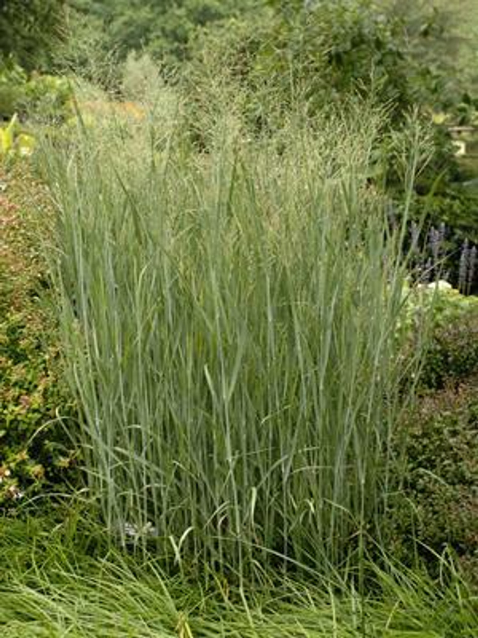 Panicum virgatum Heavy Metal 30ct Flat