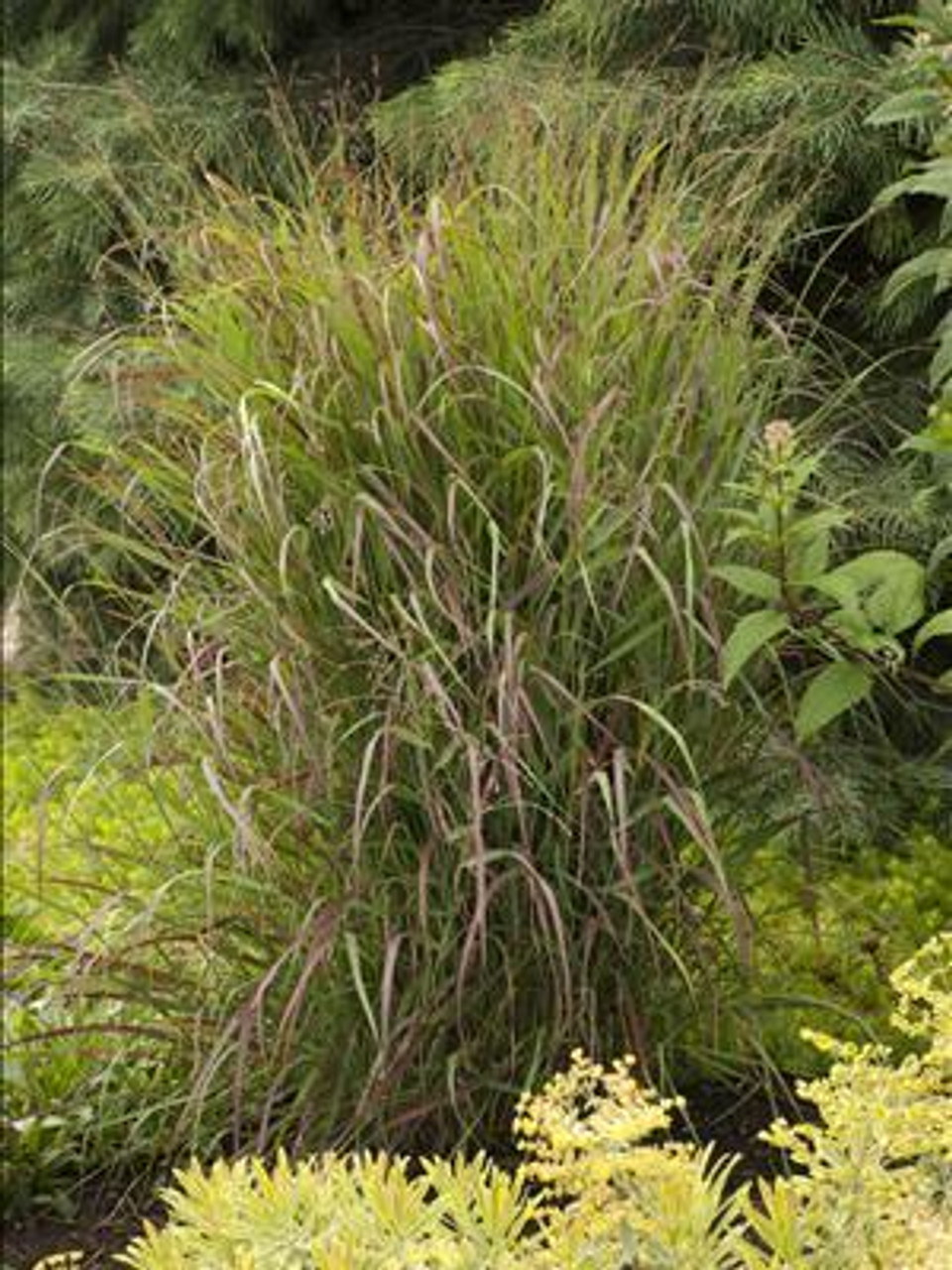 Panicum virgatum Prairie Fire PP19367 30 ct Flat