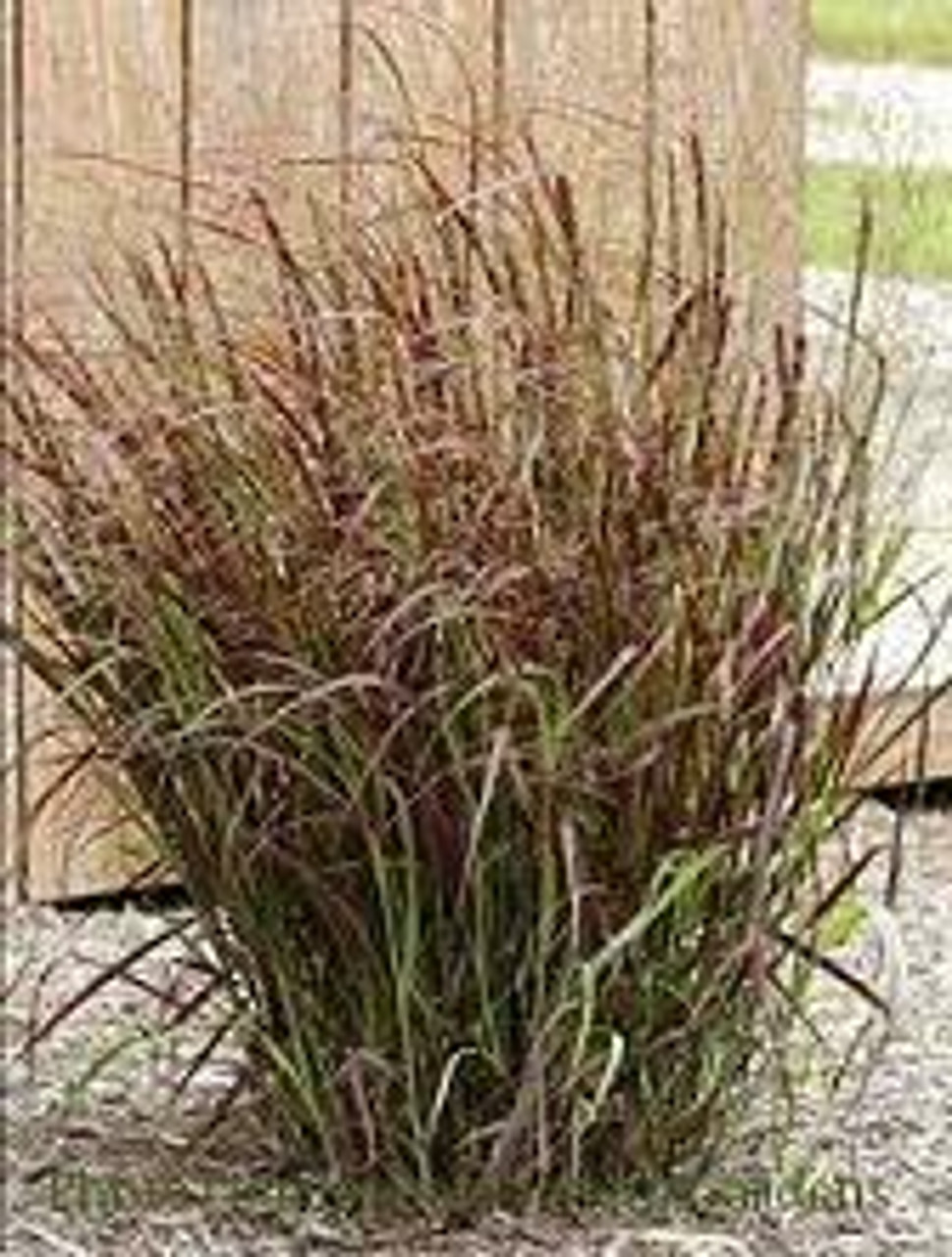 Panicum virgatum Prairie Fire PP19367 30 ct Flat