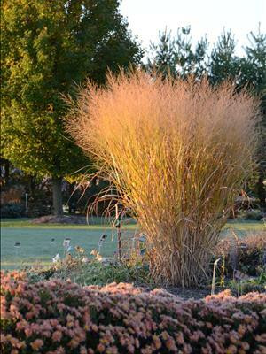 Panicum virgatum Thundercloud PP20665 20ct Flat