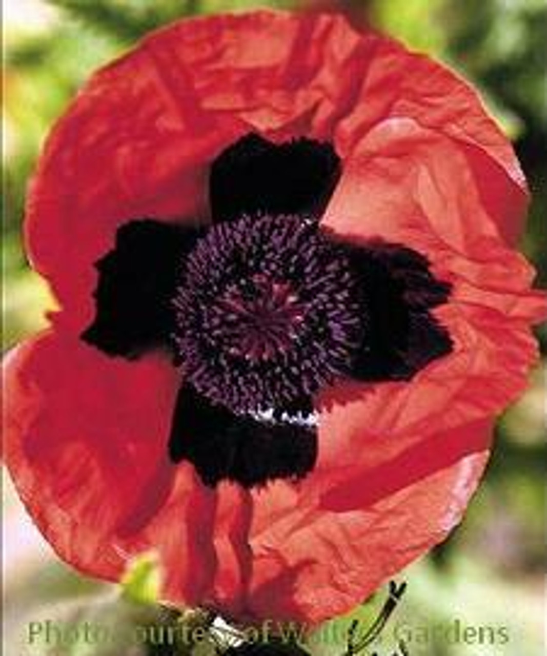 Papaver orientale Brilliant 25 BR Plants