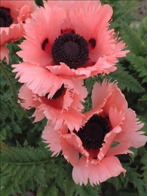 Papaver orientale Pink Ruffles PP12712 30ct Flat