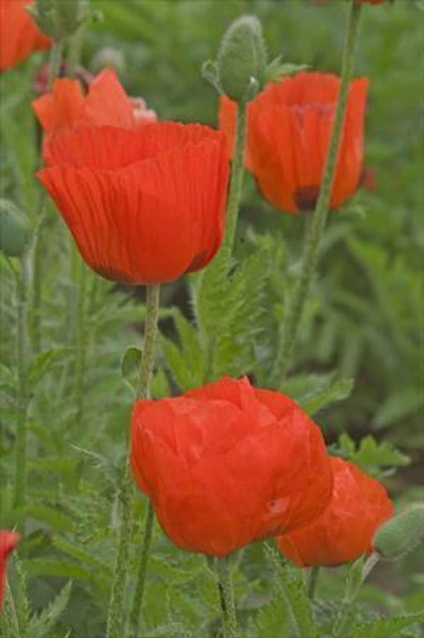 Papaver orientale Prince of Orange 25 BR Plants