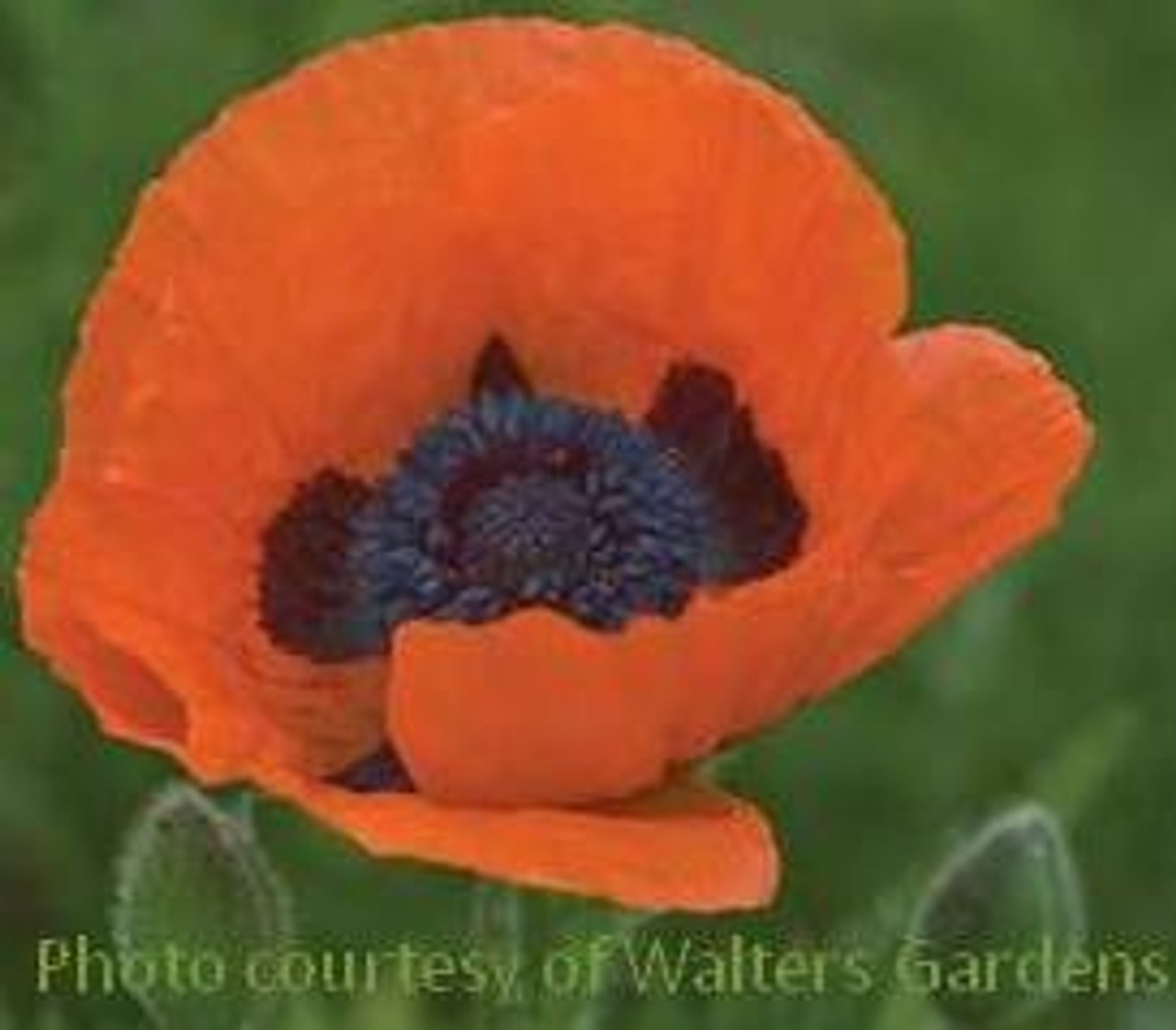 Papaver orientale Prince of Orange 25 BR Plants