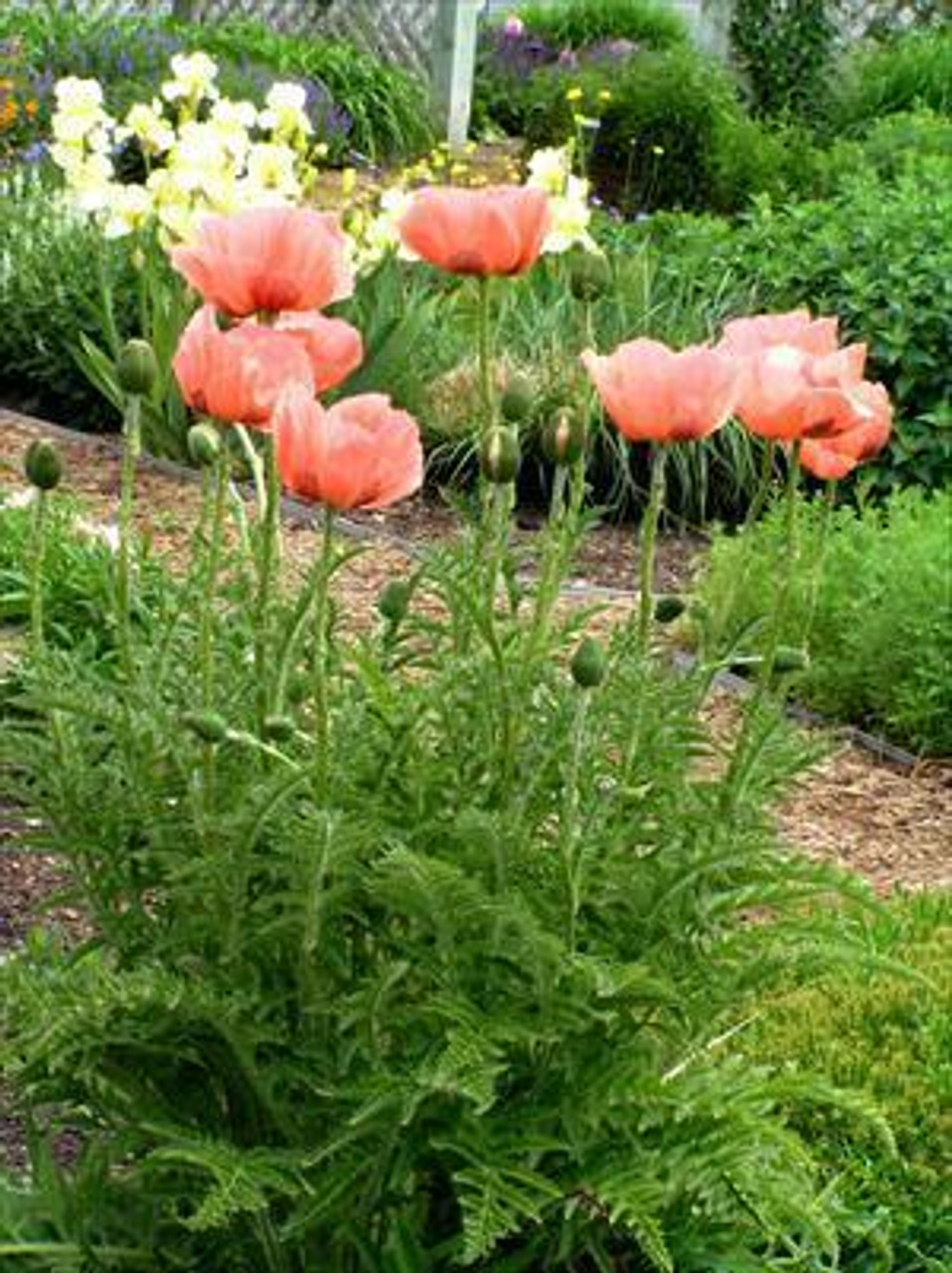 Papaver orientale Queen Alexander 30ct Flat