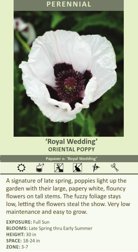 Papaver orientale Royal Wedding 25 BR Plants