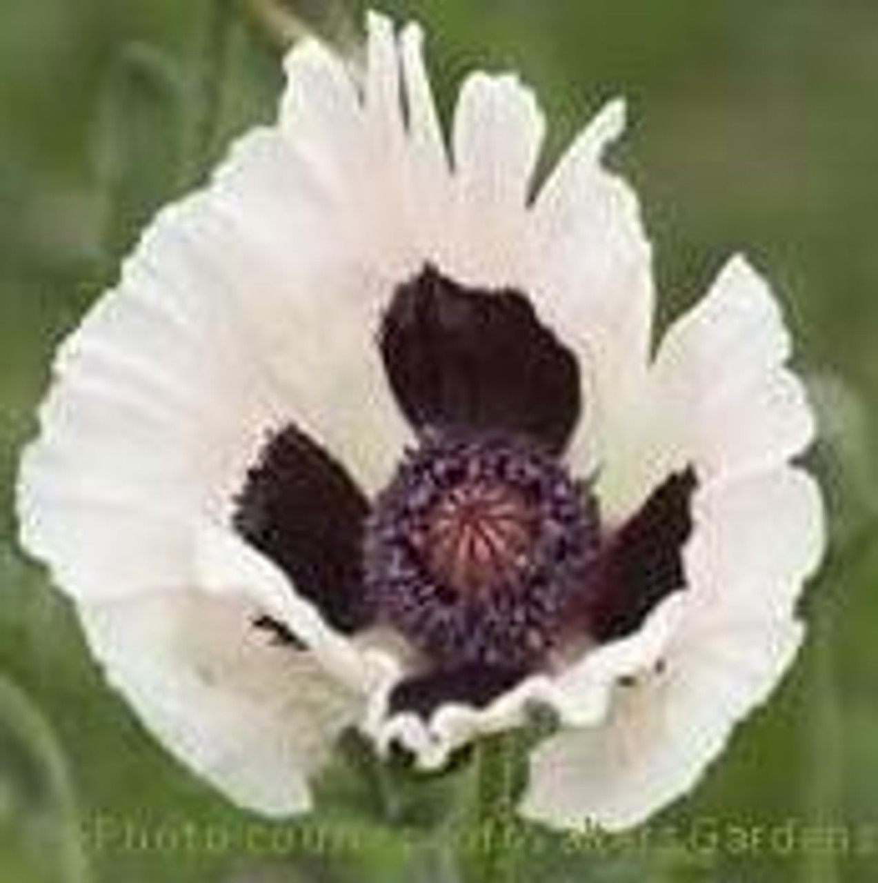 Papaver orientale Royal Wedding 25 BR Plants