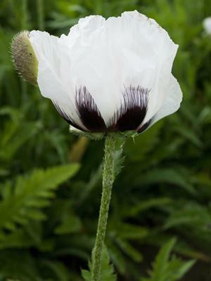 Papaver orientale Royal Wedding 25 BR Plants