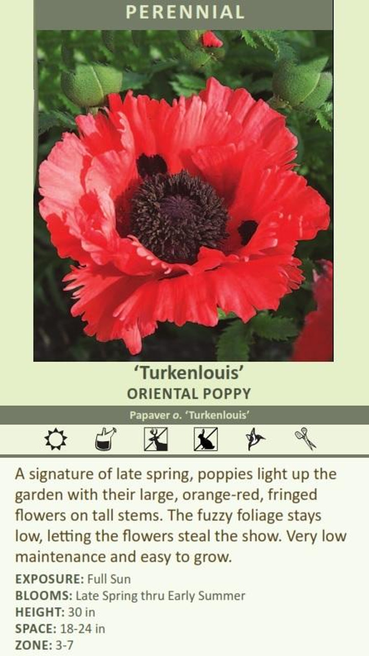 Papaver orientale Turkenlouis 25 BR Plants