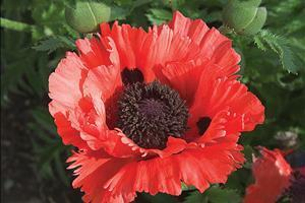 Papaver orientale Turkenlouis 25 BR Plants