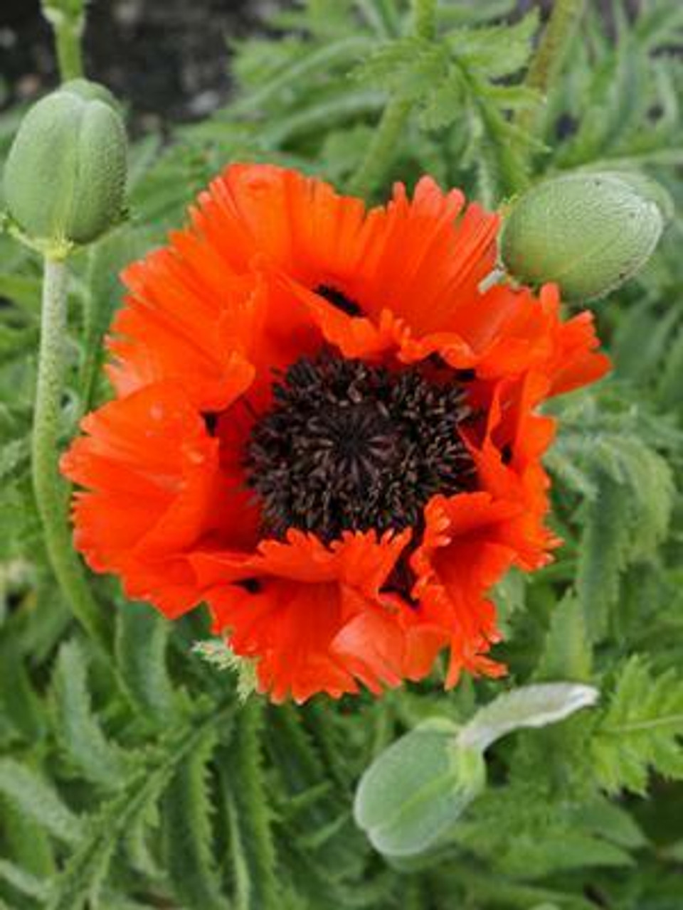 Papaver orientale Turkenlouis 25 BR Plants