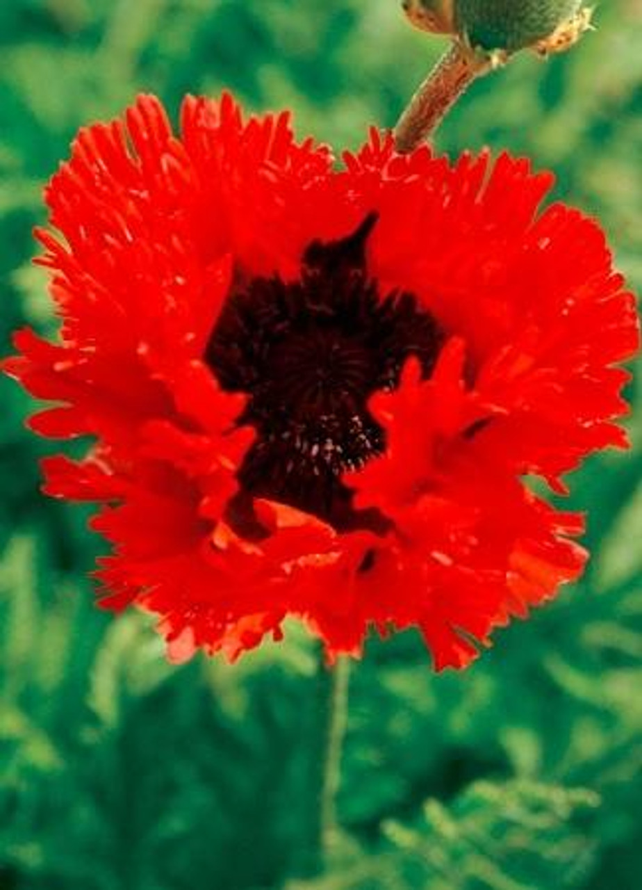 Papaver orientale Turkenlouis 25 BR Plants