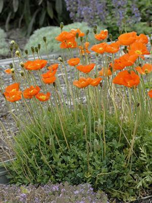 Papaver Summer Breeze Series-Orange 30ct Flat