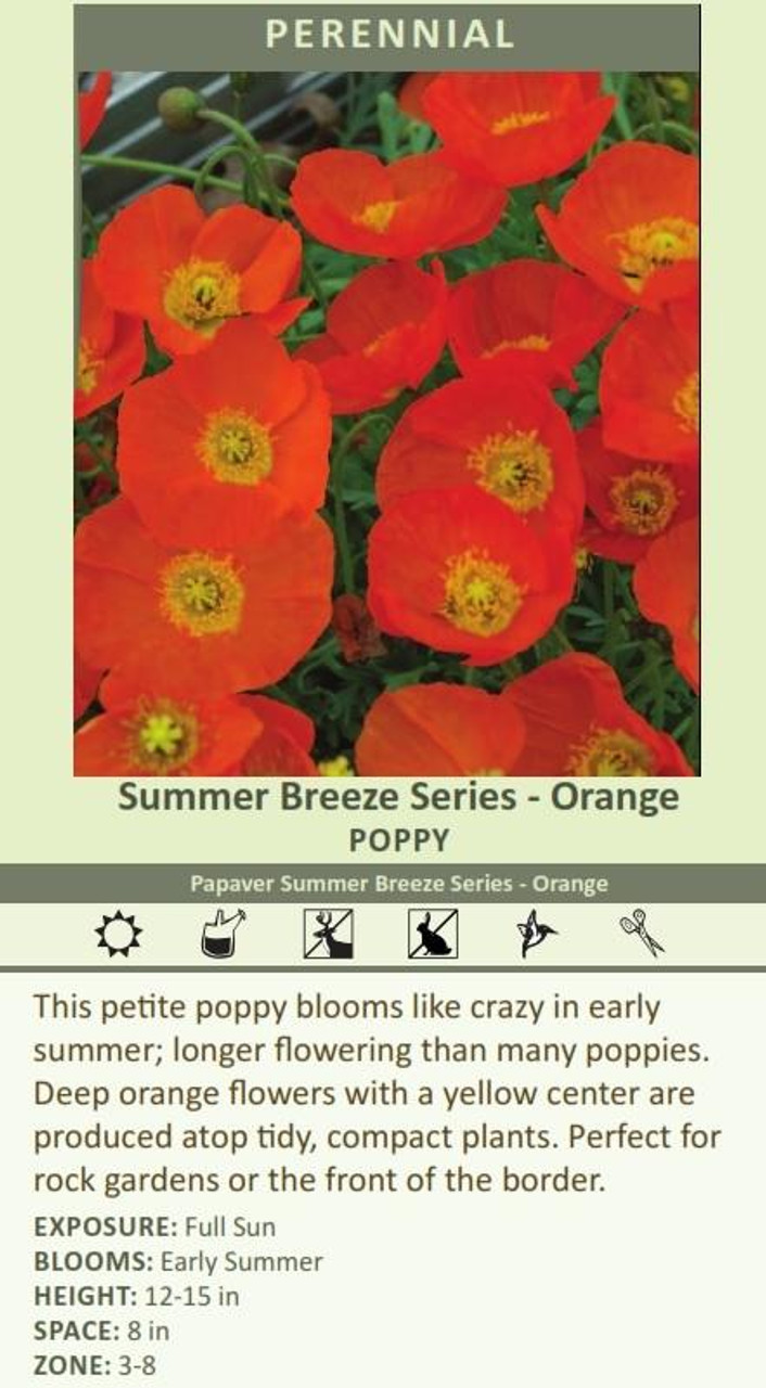 Papaver Summer Breeze Series-Orange 30ct Flat