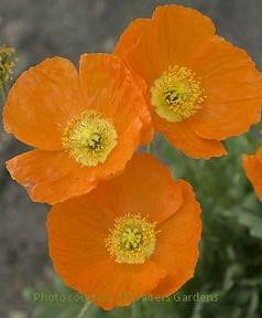 Papaver Summer Breeze Series-Orange 30ct Flat