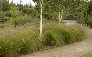 Pennisetum alopecuroides 30ct Flat