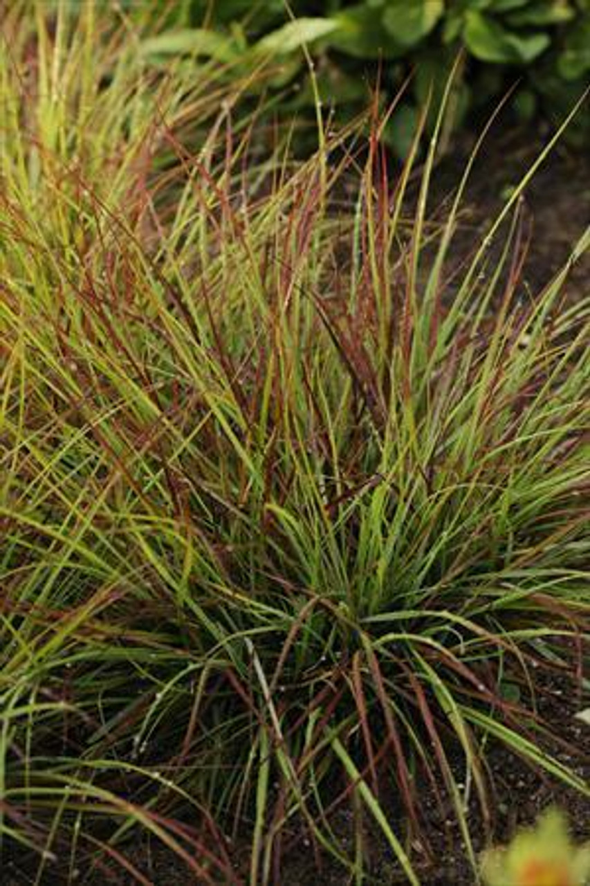 Pennisetum alopecuroides Burgundy Bunny PP21917 30ct Flat