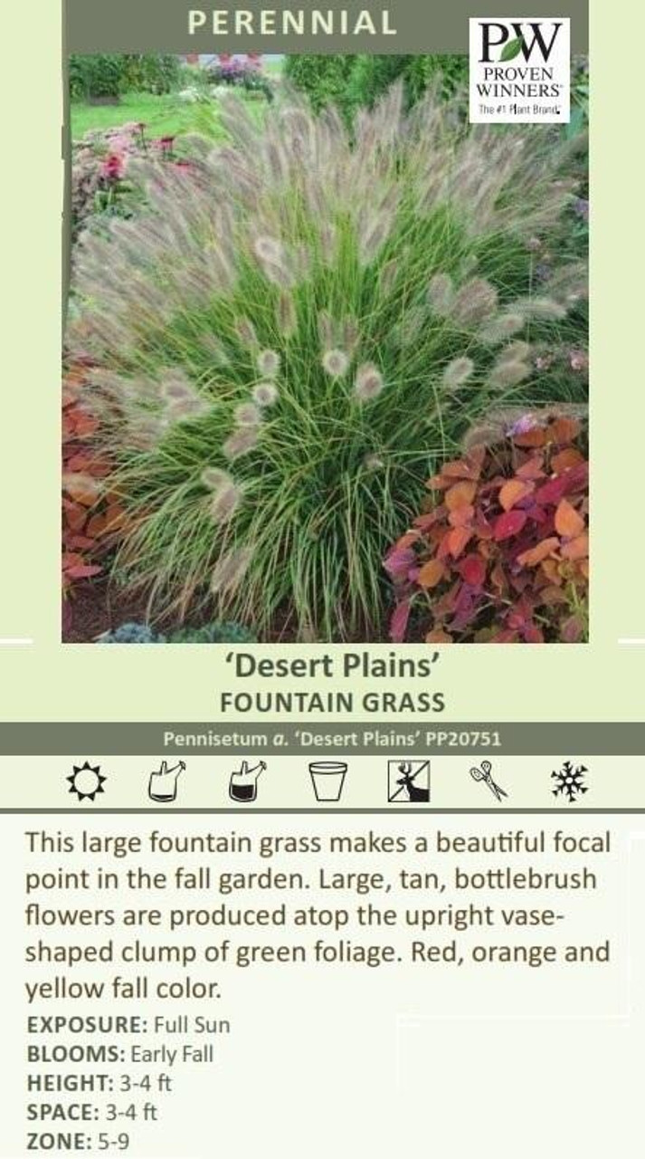 Pennisetum alopecuroides Desert Plains PP20751 30ct Flat