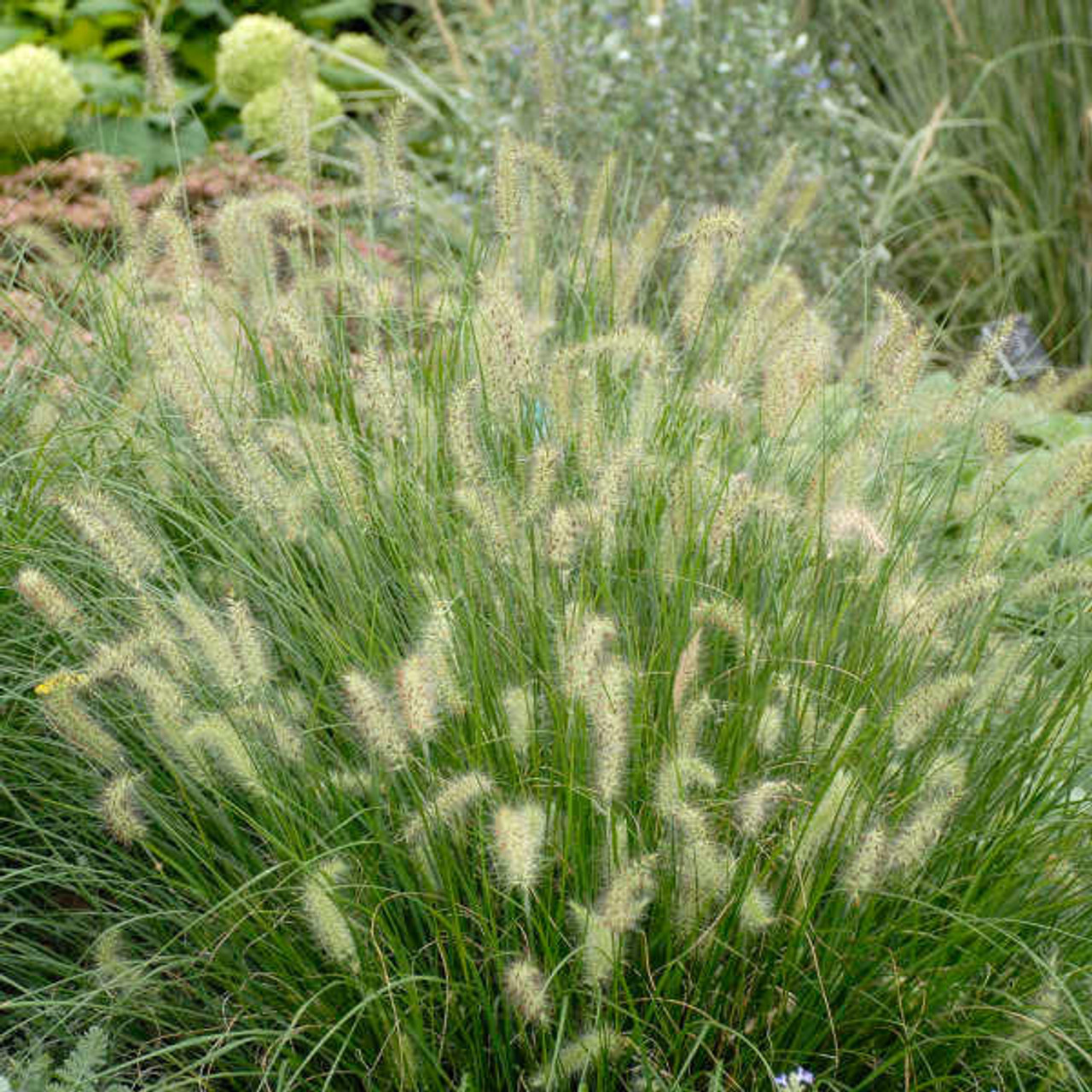 Pennisetum alopecuroides 'Hameln' (30)ct Flat