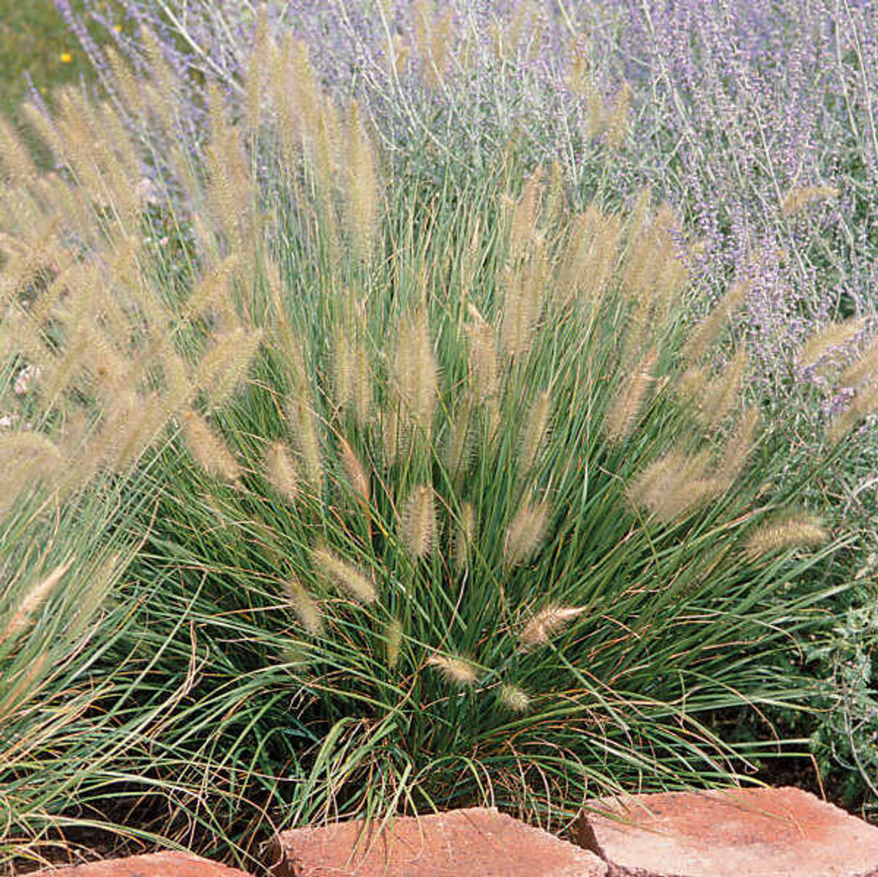 Pennisetum alopecuroides 'Hameln' (30)ct Flat