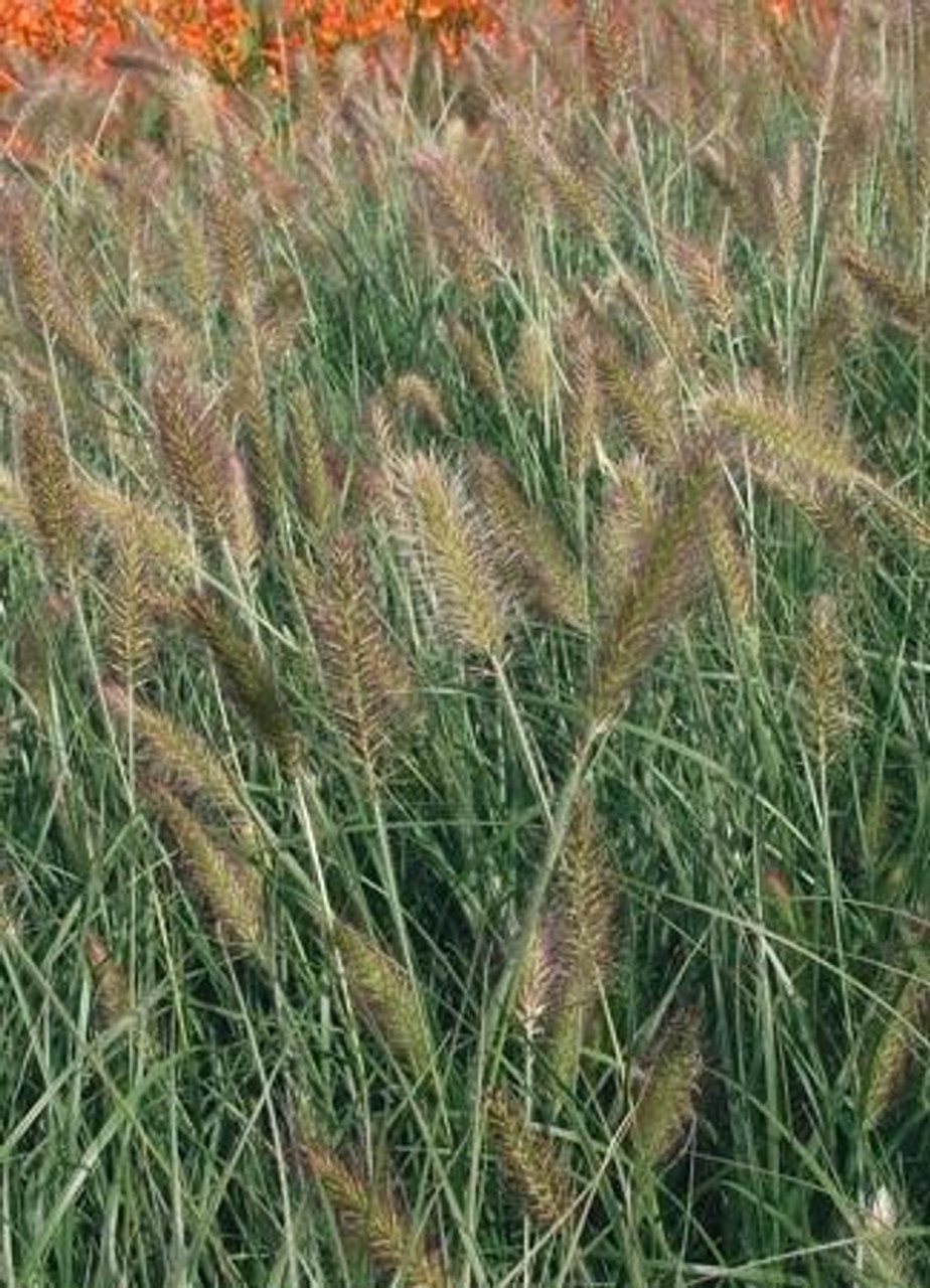 Pennisetum alopecuroides Hameln 25 BR Plants