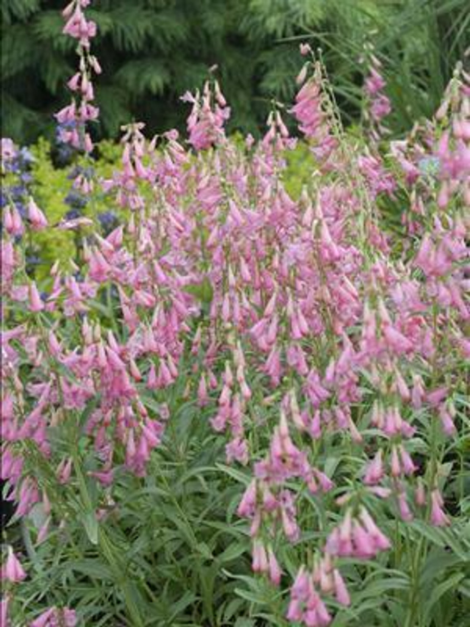 Penstemon Elfin Pink 25 BR Plants