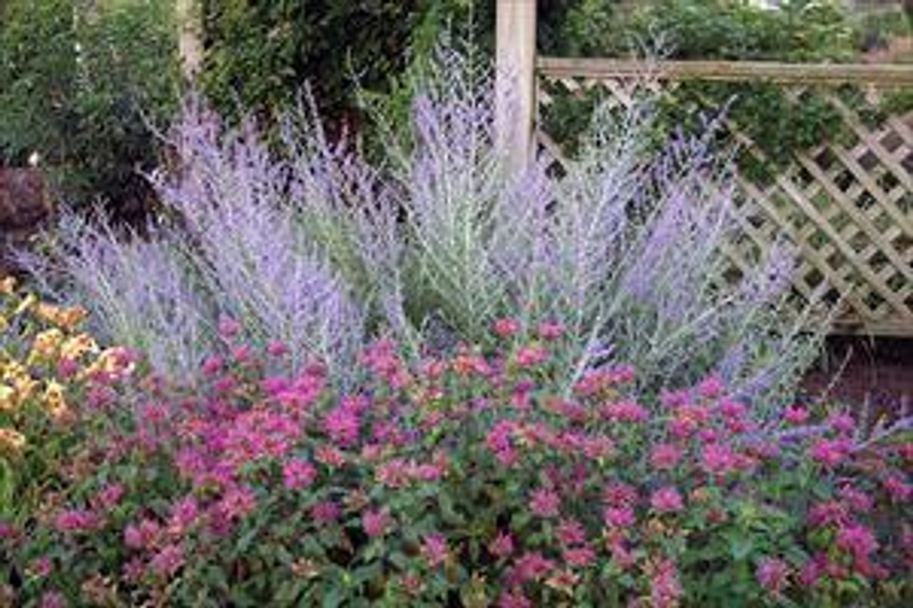 Perovskia atriplicifolia 25 BR Plants