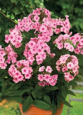 Phlox paniculata Pixie Twinkle PPAF 25 BR Plants