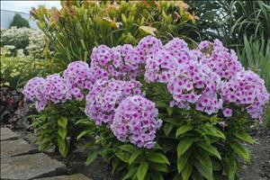 Phlox paniculata Pixie Twinkle PPAF 25 BR Plants