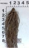 Phlox paniculata Pixie Twinkle PPAF 25 BR Plants