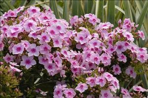 Phlox paniculata Pixie Twinkle PPAF 25 BR Plants