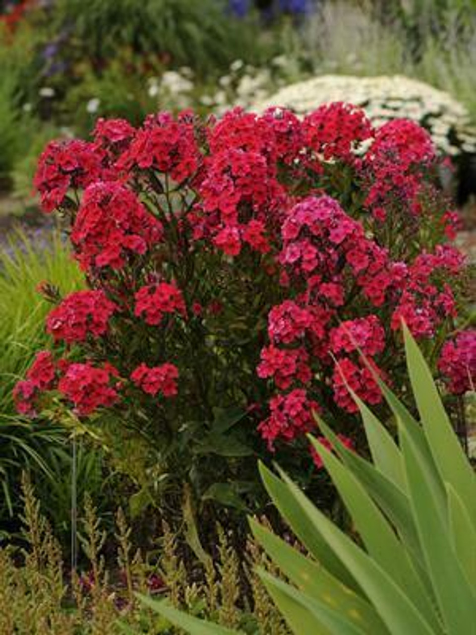 Phlox paniculata Red Riding Hood 25 BR Plants