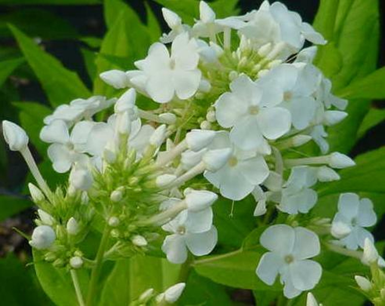 Phlox paniculata David 25 BR Plants