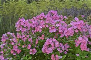 Phlox paniculata JUNIOR Dance PP16059 25 BR Plants