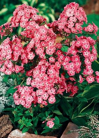 Phlox paniculata JUNIOR Dance PP16059 25 BR Plants