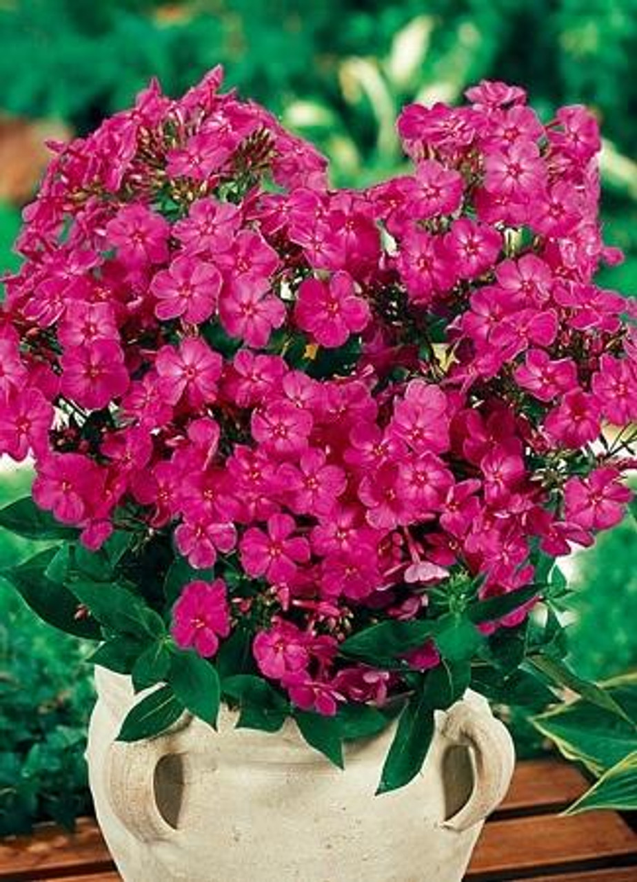 Phlox paniculata JUNIOR Dream PP16104 25 BR Plants