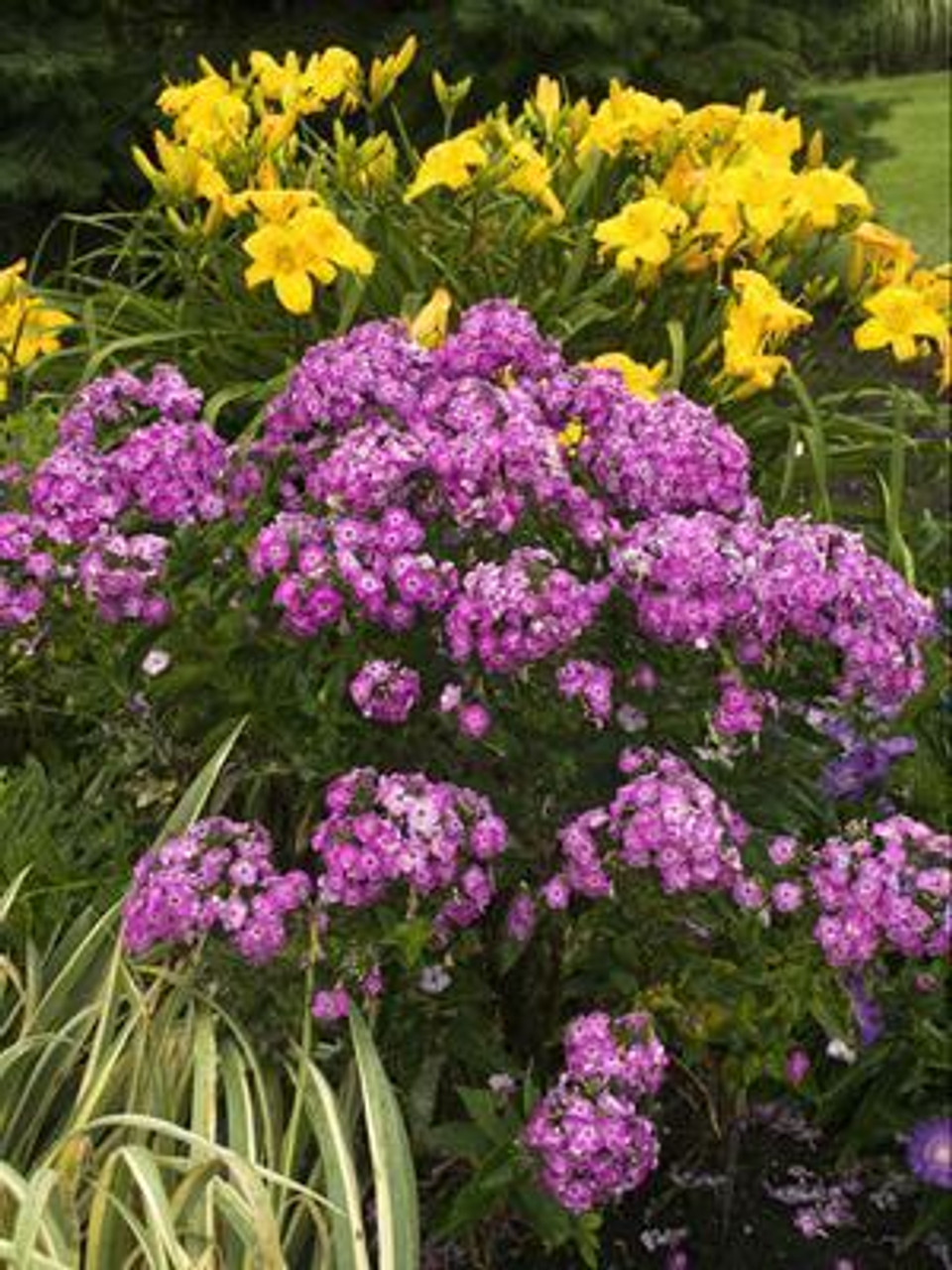 Phlox paniculata Laura 25 BR Plants