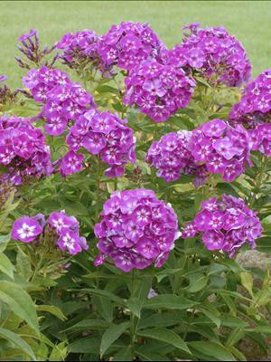 Phlox paniculata Laura 25 BR Plants