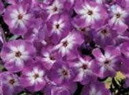 Phlox paniculata Laura 25 BR Plants