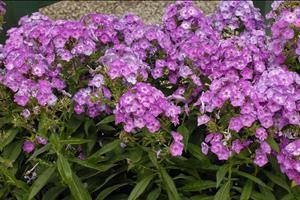 Phlox paniculata Laura 25 BR Plants