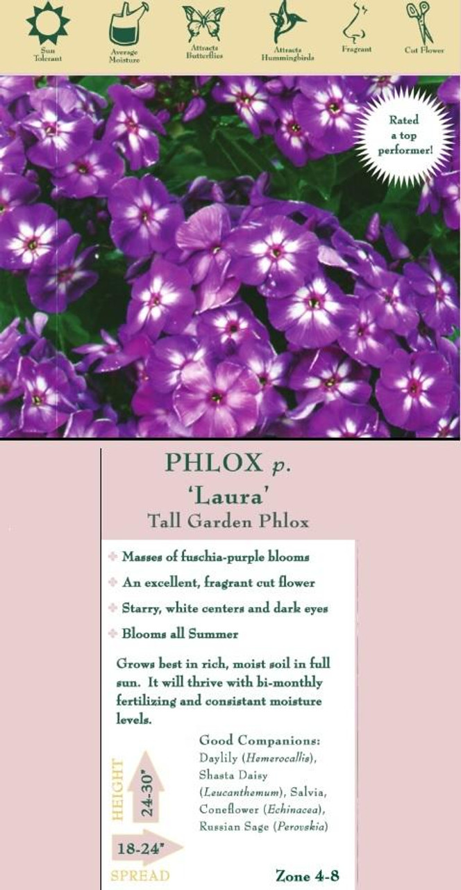 Phlox paniculata Laura 25 BR Plants