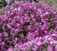 Phlox subulata Millstream Daphne 25 BR Plants