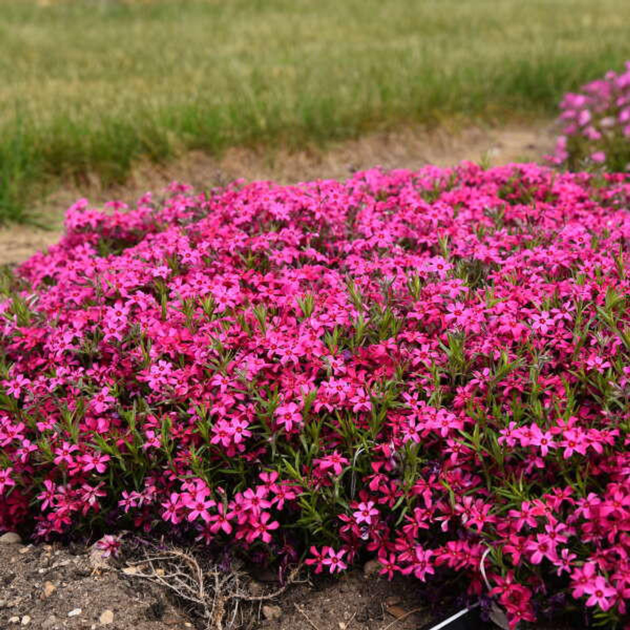 Phlox subulata 'Red Wing' (25) BR Plants